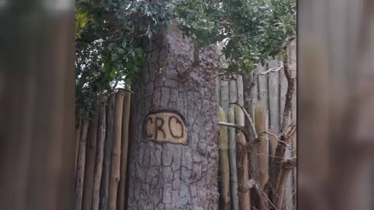 L'albero con l'incisione CRO
